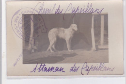 St-CYPRIEN : Carte Photo Chenil Du Domaine Des Capeillans Dressage Chiens Domaine Des Capeillans - Très Bon état - Saint Cyprien