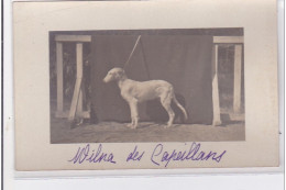 St-CYPRIEN : Carte Photo Chenil Du Domaine Des Capeillans Dressage Chiens Domaine Des Capeillans - Très Bon état - Saint Cyprien