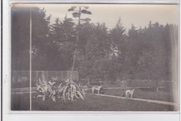 St-CYPRIEN : Carte Photo Chenil Du Domaine Des Capeillans Dressage Chiens Domaine Des Capeillans - Très Bon état - Saint Cyprien