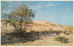 LITORAL BELGE   LES DUNES - Sonstige & Ohne Zuordnung