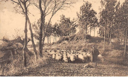 Dans Les Landes De Gascogne - Troupeau De Moutons - Très Bon état - Other & Unclassified