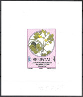 Senegal/Sénégal: Prova, Proof, épreuve,  Cassia Tora - Piante Medicinali