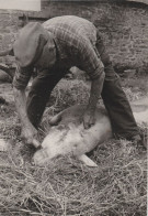 (33)   Grattage Des Soies (Tirage 9/100) 1982 - Viehzucht