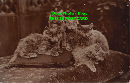 R454023 Five Cats Are Sleeping On Pillows. Valentine. X. L. Series. 1915 - Monde