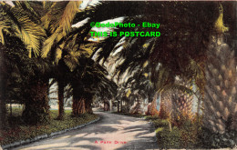 R454026 A Palm Drive. On The Road Of A Thousand Wonders. Newman Post Card. 1910 - Monde