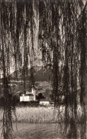 Lac D'Annecy - Le Château De Duingt Au Saule Pleureur - Duingt