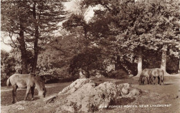 Lyndhurst , Hampshire * Carte Photo * New Forest Ponies * Uk - Other & Unclassified
