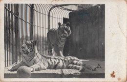 Zagreb - City Zoo , Tiger Ca.1930 - Kroatië