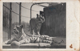 Zagreb - City Zoo , Tiger Ca.1930 - Croatia