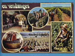 Vignes - Vendanges - Multivues - Ecrite En 1976 - Weinberge