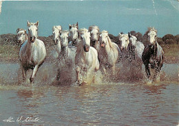 Format Spécial - 170 X 120 Mms - Animaux - Chevaux - Camarguais - Etat Léger Pli Visible - Frais Spécifique En Raison Du - Horses
