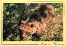 Animaux - Ours - Ours Des Pyrénées - Bear - CPM - Carte Neuve - Voir Scans Recto-Verso - Bears