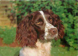 Animaux - Chiens - Springer - CPM - Voir Scans Recto-Verso - Hunde