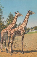 Animaux - Girafes - Carte Neuve - CPM - Voir Scans Recto-Verso - Giraffe