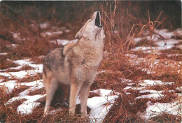Animaux - Loups - Carte Japonnaise - Hiver - Neige - Wolf - Lobo - CPM - Carte Neuve - Voir Scans Recto-Verso - Sonstige & Ohne Zuordnung