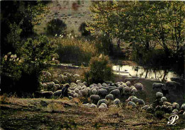 Animaux - Moutons - Languedoc - CPM - Voir Scans Recto-Verso - Other & Unclassified