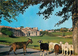 Animaux - Chèvres - Provence - Paysage Du Haut Var - Région De Draguignan - Canton De Salernes - Troupeau De Chèvres à T - Autres & Non Classés