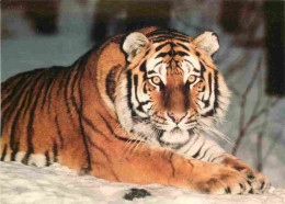 Animaux - Fauves - Tigre - Tigre De Sibérie - Carte WWF - CPM - Voir Scans Recto-Verso - Tigers