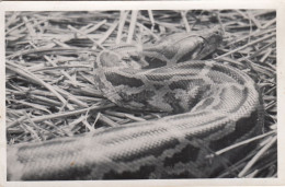Zagreb - City Zoo , Python Or Anaconda Ca.1930 - Kroatië