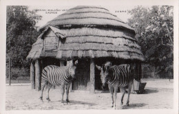 Zagreb - City Zoo , Zebra Ca.1930 - Kroatien