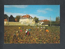 MOREY SAINT DENIS - AUBERGE CASTEL DE TRES GIRARD  (FR 20.178) - Sonstige & Ohne Zuordnung