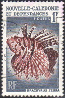 Nle-Calédonie Poste Obl Yv: 291 Mi:364 Brachyrus Zebra (Beau Cachet Rond) - Oblitérés