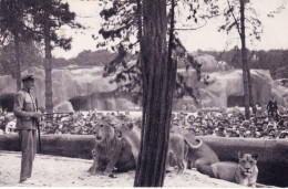 75 - PARIS 12 - Parc Zoologique Du Bois De VINCENNES - Le Travail Des Lions Sur Leur Plateau - Arrondissement: 12