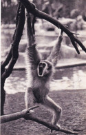 75 - PARIS 12 - Parc Zoologique Du Bois De VINCENNES - Un Gibbon A Mains Blanches - Distrito: 12