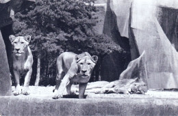 75 - PARIS 12 - Parc Zoologique Du Bois De VINCENNES - Lion Et Lionnes Sur Leur Plateau - Paris (12)
