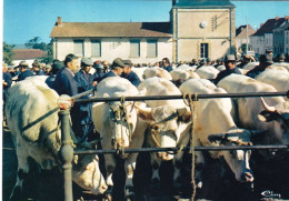 71 - Saone Et Loire -  SAINT CHRISTOPHE  En BRIONNAIS - La Foire Aux Bestiaux - Autres & Non Classés