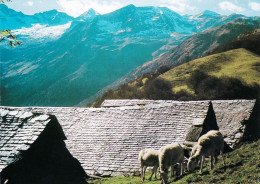 31 - Haute Garonne -  Vallée Du LYS Dominée Par Les Craboules - Moutons Au Paturage - Other & Unclassified