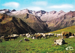 31 - Haute Garonne -  LUCHON - Vaches Aux Paturages Sur Le Plateau De Superbagneres - Luchon