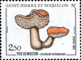 SPM Poste N** Yv: 513 Pied De Mouton-Hydnum Repandum (Thème) - Champignons