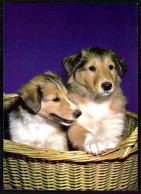 DOGS - ( Ed. Ilo Nº 23072) Carte Postale - Hunde