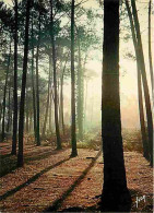 40 - Landes - Foret Landaise - Brume Matinale - CPM - Voir Scans Recto-Verso - Sonstige & Ohne Zuordnung