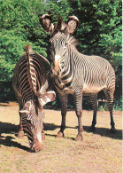 Animaux - Zèbres - Zebra Grévyho - CPM - Carte Neuve - Voir Scans Recto-Verso - Zebras