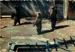 Animaux - Ours - La Fosse Aux Ours De Berne - Zoo - Bear - Carte Dentelée - CPSM Grand Format - Carte Neuve - Voir Scans - Bears