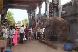 Animaux - Eléphants - Inde - India - Pondicherry - Sri Manakula Vinayagar Koil (Ganesh Temple) - CPM - Voir Scans Recto- - Olifanten