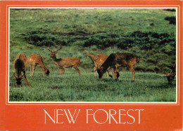 Animaux - Cervidés - Royaume Uni - Angleterre - England - UK - United Kingdom - New Forest - Cerfs - CPM - Voir Scans Re - Other & Unclassified