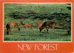 Animaux - Cervidés - Royaume Uni - Angleterre - England - UK - United Kingdom - New Forest - Cerfs - CPM - Voir Scans Re - Autres & Non Classés