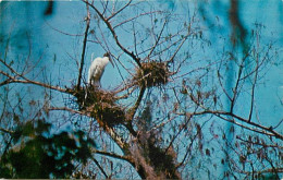 Animaux - Oiseaux - Tantale D'Amérique - A Large And Majestic Wood Stork Nesting In Florida's Everglades - Etats-Unis -  - Oiseaux