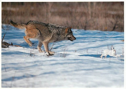 Animaux - Loups - North American Wildlife - Gray Wolf - Hiver - Neige - Wolf - Lobo - CPM - Carte Neuve - Voir Scans Rec - Sonstige & Ohne Zuordnung