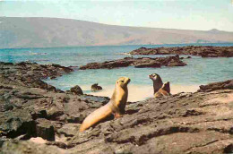 Animaux - Loup De Mer - CPM - Voir Scans Recto-Verso - Sonstige & Ohne Zuordnung