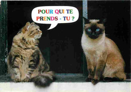 Animaux - Chats - Carte Humoristique - Carte Neuve - CPM - Voir Scans Recto-Verso - Katzen