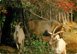 Animaux - Chèvres - Deux Sèvres - CPM - Voir Scans Recto-Verso - Autres & Non Classés