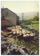 CPSM / CPM 10.5 X 15 Prestige CEVENNES Troupeau De Moutons  Ferme Chemin Bordé D'un Muret De Pierre - Languedoc-Roussillon