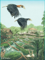 Singapore Postcard Bird Paradise Hornbill - Vogels