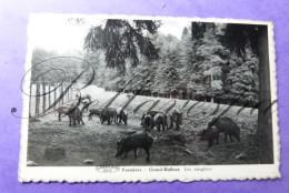 Farnières-Grand Halleux Les Sangliers Everzwijnen  1965 - Vielsalm