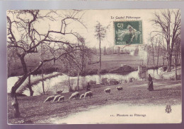 15 - CANTAL - MOUTON AU PATURAGE -  - Auvergne