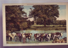 18 - AU BERRY - LE GUE - COLORISEE - VACHES EN PATURAGE -  - Auvergne